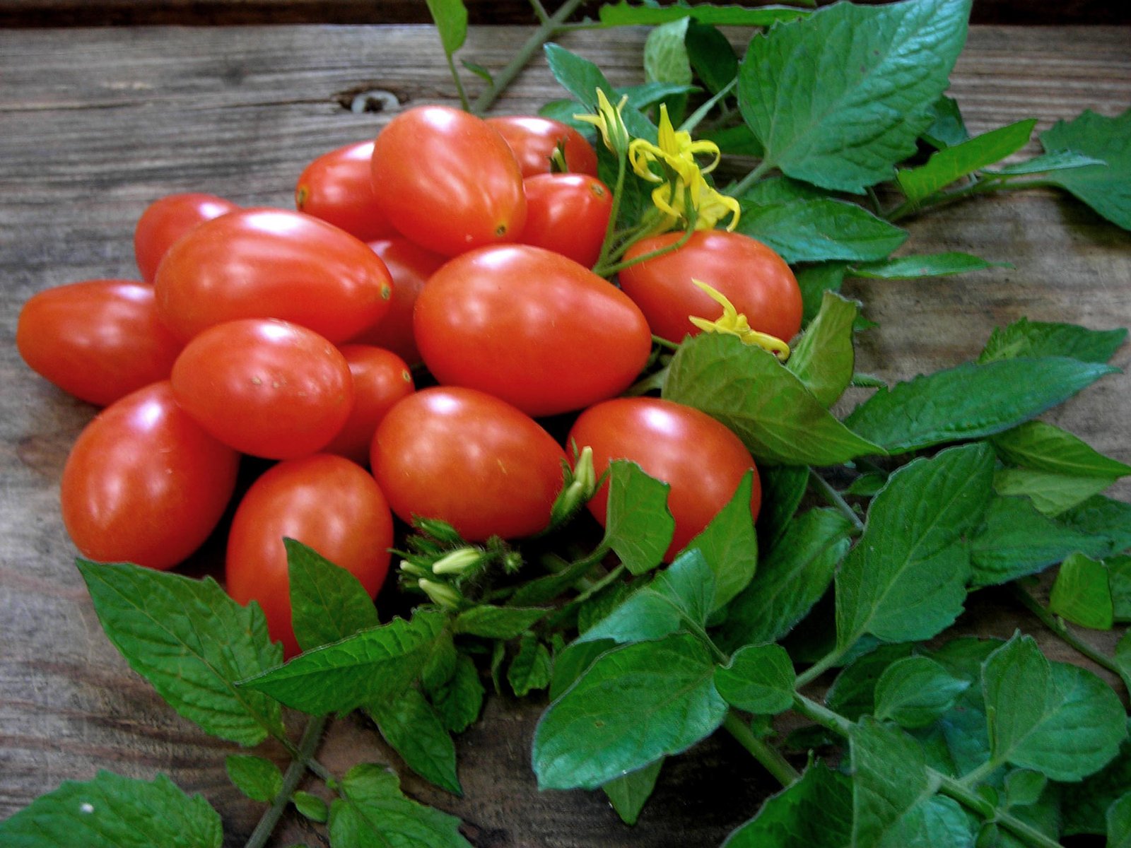 Featured image for “Tomate desenvolvido na Embrapa pode conter três vezes mais licopeno”